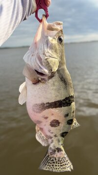 IMG_0059.jpeg