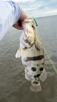IMG_0058.jpeg