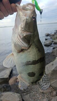 IMG_20260623_061837_504.jpg