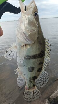 IMG_20260623_071144_842.jpg