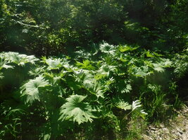 DSCF3345.JPG