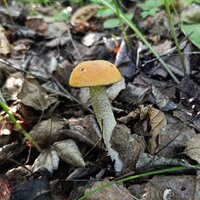 IMG_20260621_162557.jpg