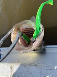 IMG_1959.jpeg