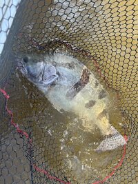 IMG_1961.jpeg