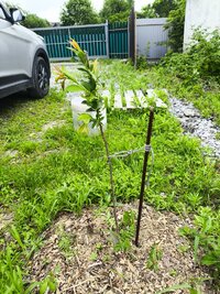IMG_20260624_141254.jpg