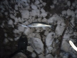 DSCF3368.JPG