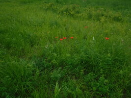 DSCF3394.JPG