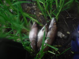 DSCF3389.JPG