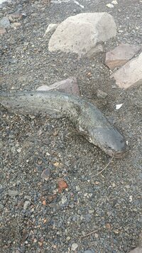 IMG_20260629_073401_919.jpg