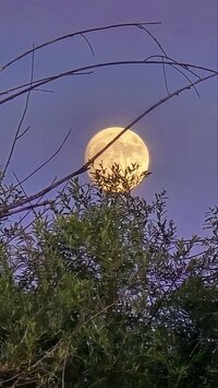 IMG_20260701_064322_521.jpg