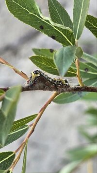 IMG_20260701_064339_694.jpg