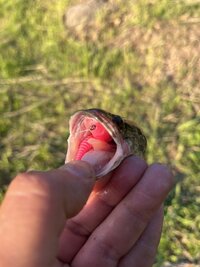 IMG_2192.jpeg