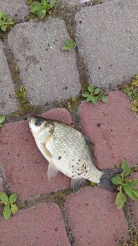 IMG_20260701_203818.jpg