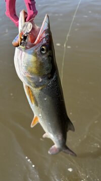 IMG_0187.jpeg