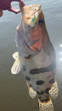IMG_0169.jpeg