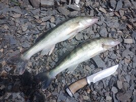 IMG_20260705_124226_501.jpg