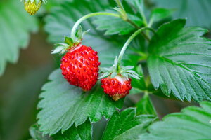 2045DSCF2644.jpg