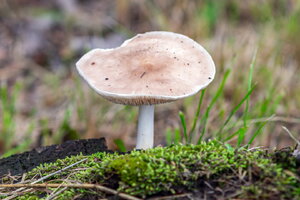 DSCF2841.jpg