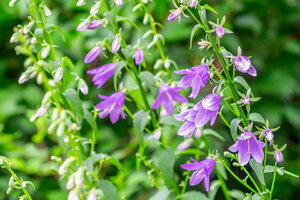 DSCF2858.jpg