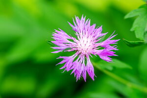 DSCF2894.jpg