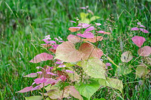 DSCF2808.jpg