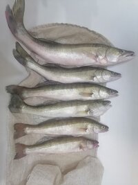 IMG_20260708_091724.jpg