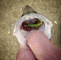 IMG_8703.jpeg