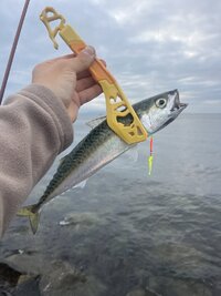 IMG_2259.jpeg