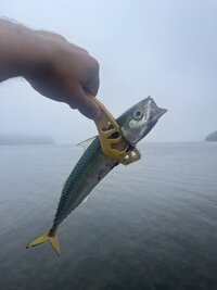 IMG_2286.jpeg