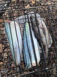 IMG_2290.jpeg