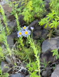 IMG_3298.jpeg