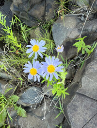 IMG_3297.jpeg