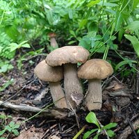 IMG_20260717_174824.jpg