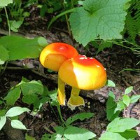IMG_20260719_142657.jpg