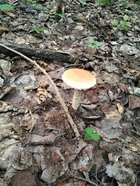 IMG_20260722_134855_819.jpg