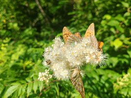IMG_20260724_084653.jpg