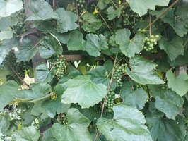 IMG_20260725_181104.jpg