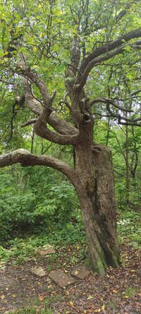 IMG_20260805_151141.jpg