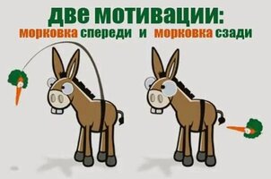 Морковь.jpg