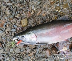 fd058a9b-f7e5-4eab-9d88-cfda4a46cec4.JPG
