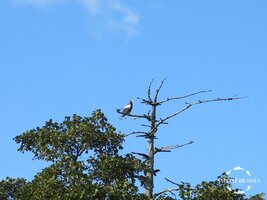 IMG_1010.JPG