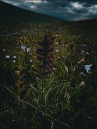 NFGRk4AE6SvEGNBFHdT5yyQqX_MPURmBxNZm0pwEnjF-tPY3tbFxe1n3BLFkGmQdTf7EaKus1hkSydkwGv1dH1J0.jpg