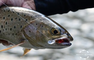 _DSC2488.jpg