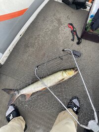 IMG_4142.jpeg