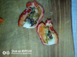 IMG_20260823_231005_6.jpg