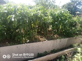 IMG_20260824_152734_1.jpg