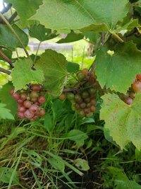 IMG_20260824_190922.jpg