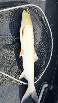 IMG_1081.jpeg