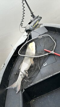 IMG_1082.jpeg
