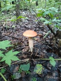 IMG_20260828_105250_453.jpg